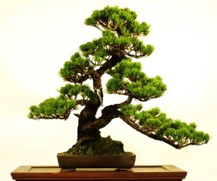 Homemade Bonsai