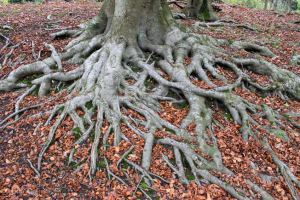 Autumn bonsai images 2014 (17)