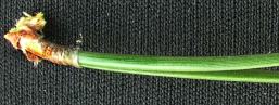 pine needle