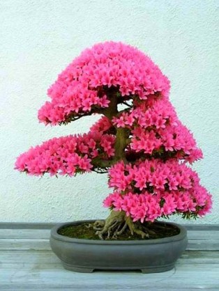 satsuki-azalea-bonsai