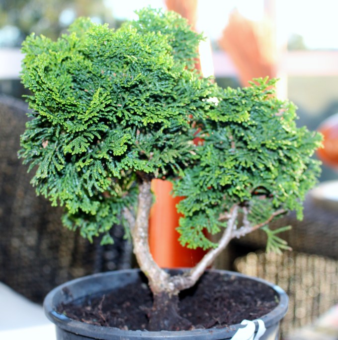 Chaemocyperus progression and Bonsai 016