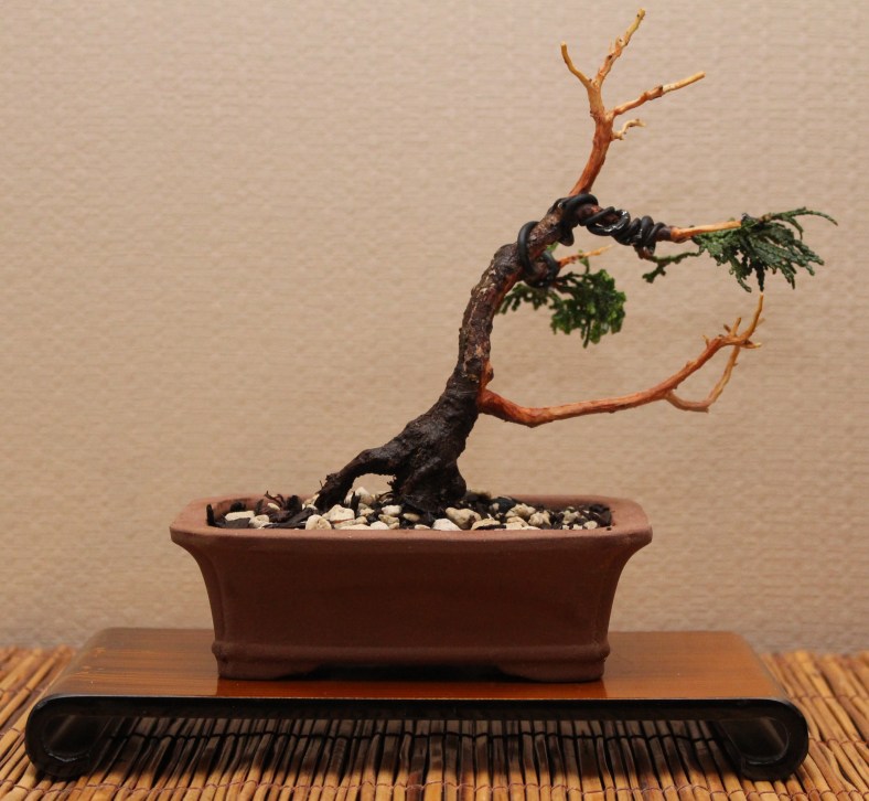 Chaemocyperus progression and Bonsai 025