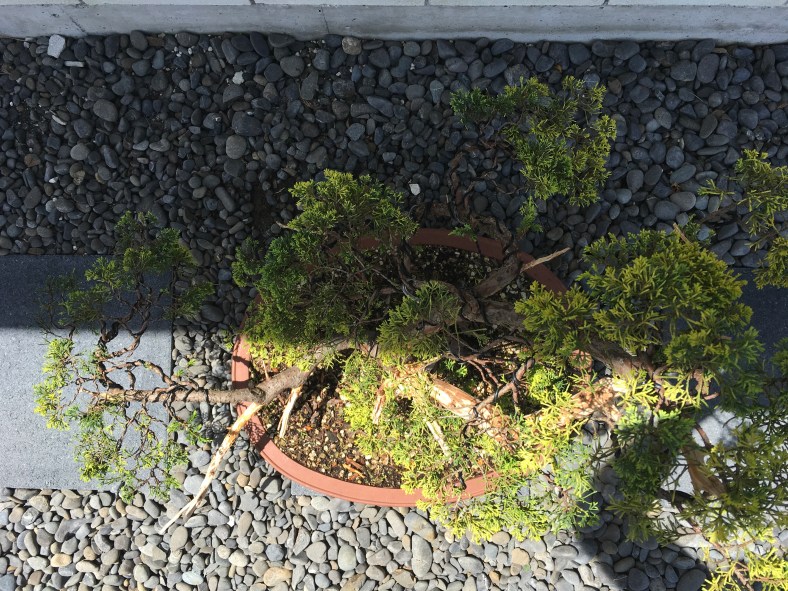 I like to study my trees from the top as I used to style very flat trees in the past. Probably because I look at too many trees in photos. A top view shows you the depth of the tree.