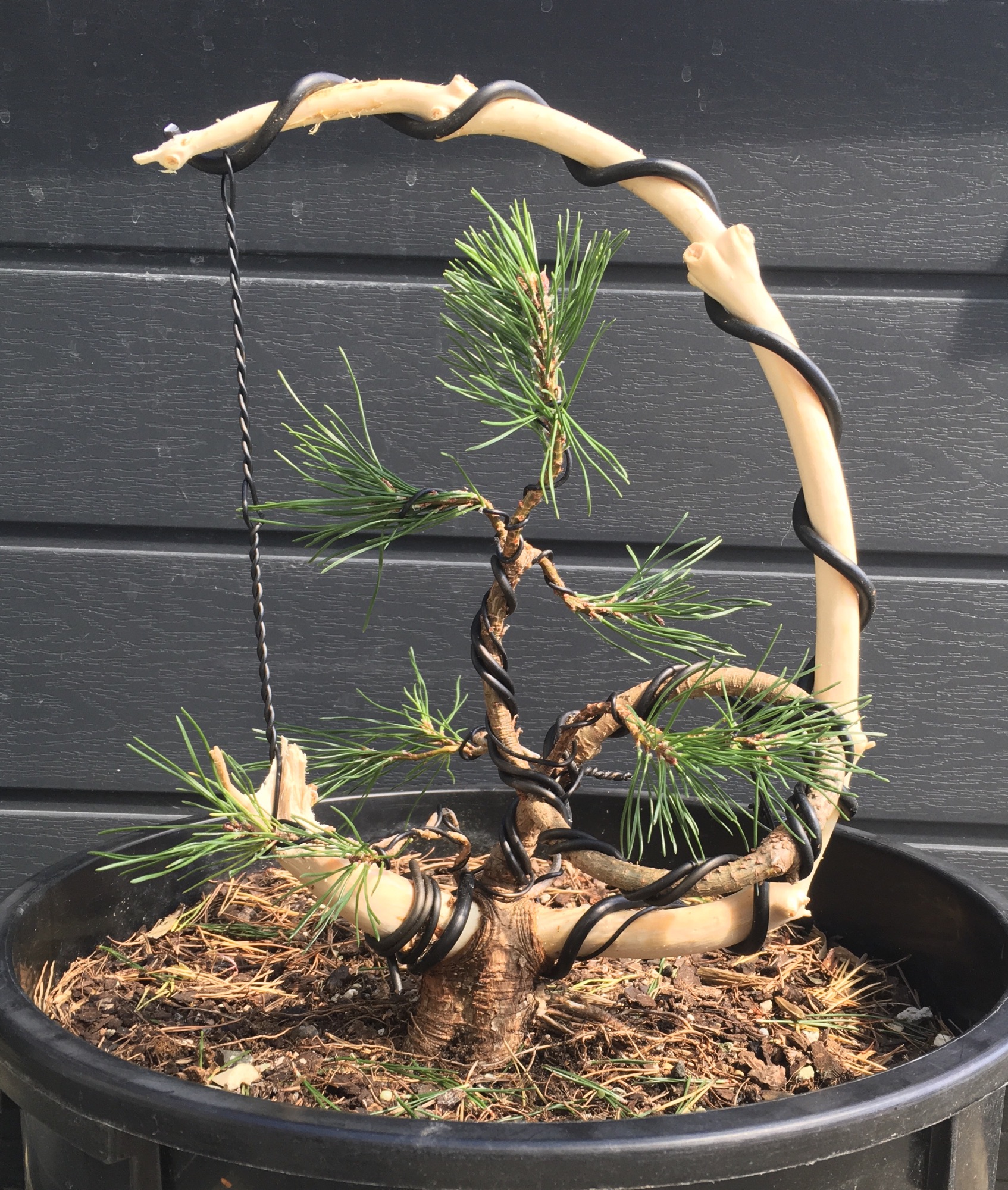 new zealand bonsai | Bonsaiplace
